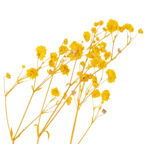 daiktų Džiovintų gėlių puokštė su žydinčia uoga. Dekoratyviai žydinčios šakelės, tinkančios sezoninėms stalo dekoracijoms. 70 cm.