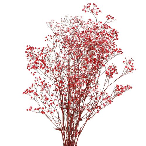 Floristik24 Gypsophila Gypsophila džiovintos gėlės Raudonos 50cm 55g