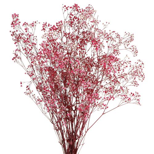 daiktų Gypsophila paniculate gipso žolė uogose L50cm 55g