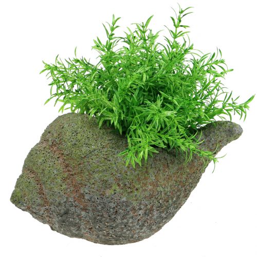 Floristik24 Apželdinimas samanomis 25 cm
