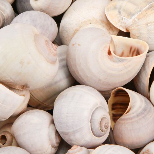 Floristik24 Sraigių dekoravimas sraigių kiautai natūralios žemės sraigė tuščia 500g