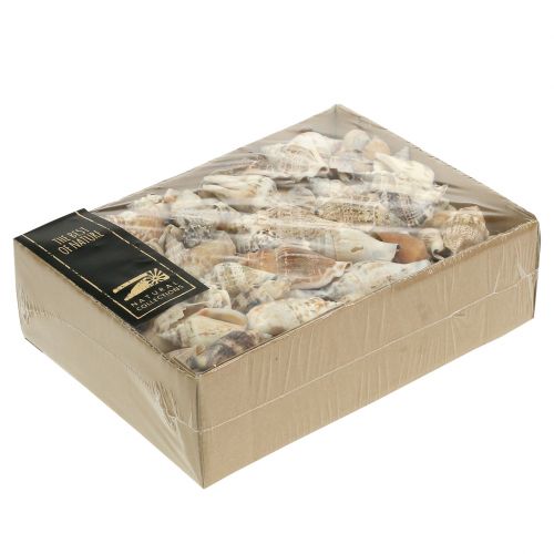 Sraigių kiautai natural 815g | Floristik24.lt