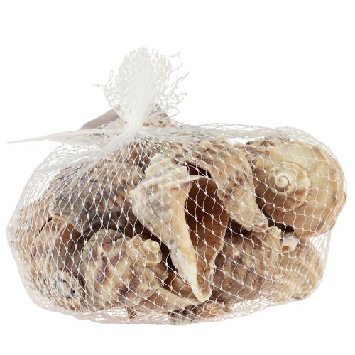 daiktų Sraigių kiautų dekoravimas jūrinių sraigių rudas kremas 4-6cm 300g