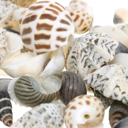 Floristik24 Midijos Mix Mini, Jūros sraigės, Natūralios midijos L1–4cm 1000g