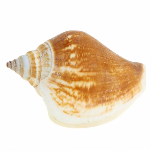 Floristik24 Sraigių kiautai Strombus canarium nature 1050g