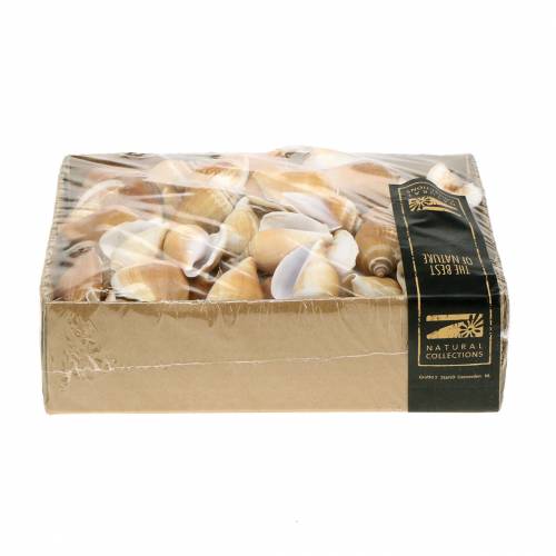 Floristik24 Sraigių kiautai Strombus canarium nature 1050g