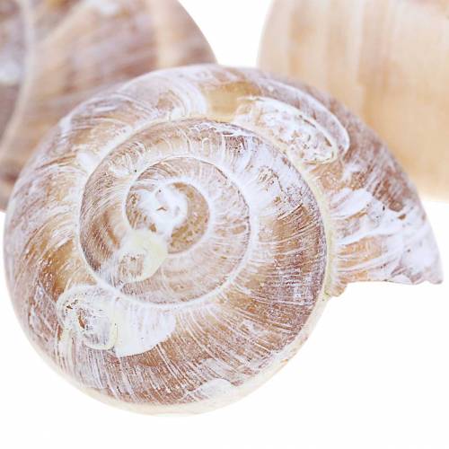 Floristik24 Sraigės kiautas baltas skalbtas mažas 250g