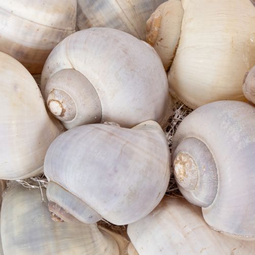 daiktų Sraigių vainikas pakabinimui, dekoratyvinis vainikas, jūrinio stiliaus, Nathai, Ø35cm