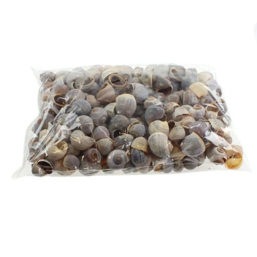 daiktų Sraigių kiautai gamta 1kg
