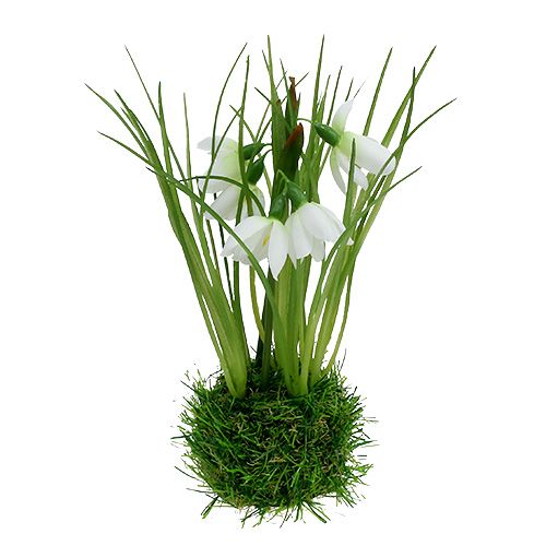 Floristik24 Snieguolė su žolės kamuoliuku 24cm