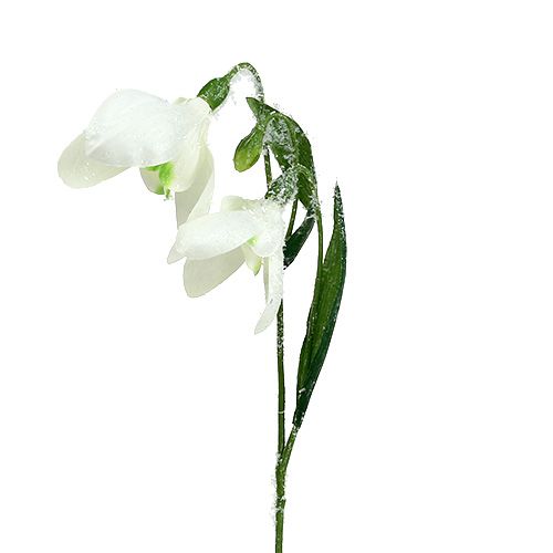 Floristik24 Snieguolė L48cm padengta sniegu