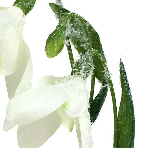 Floristik24 Snieguolė L48cm padengta sniegu