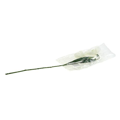 Floristik24 Snieguolė L48cm padengta sniegu
