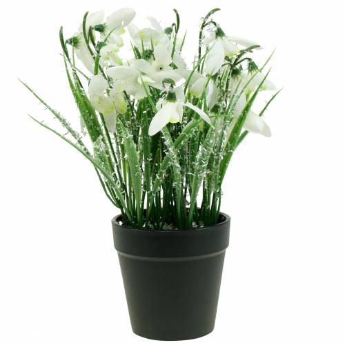 Floristik24 Snieguolės matiniame vazone 25cm