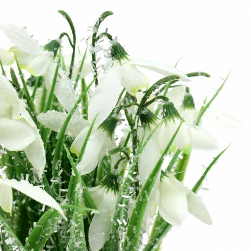 Floristik24 Snieguolės matiniame vazone 25cm