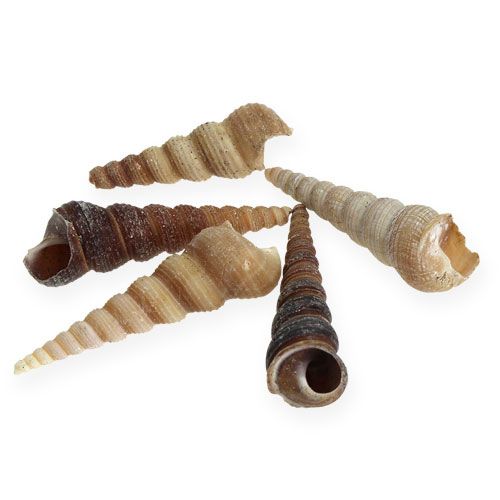 Terebra Turitella 1 kg_lt