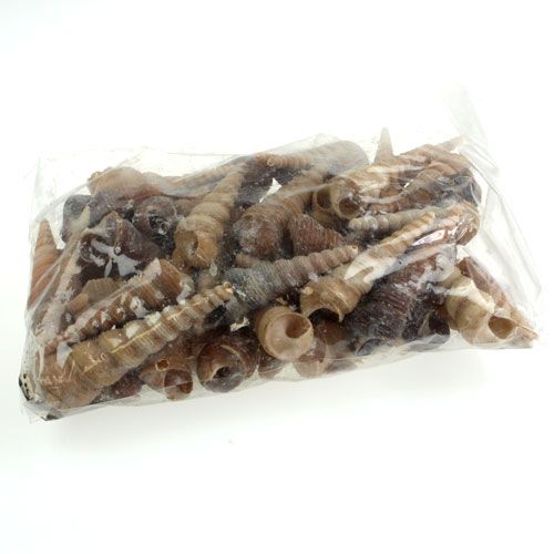 Floristik24 Terebra Turitella 1 kg_lt