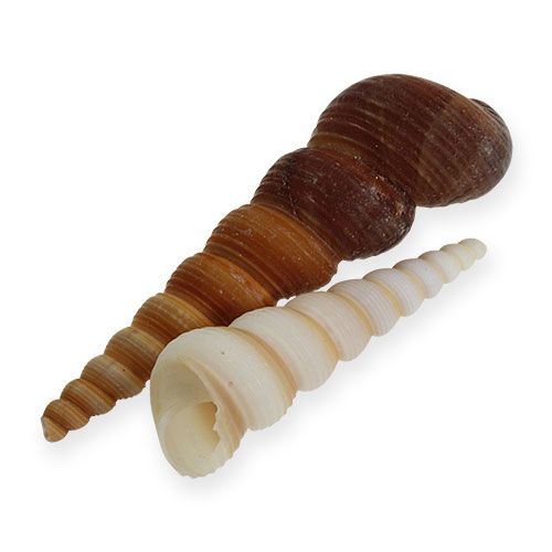 Floristik24 Bokštinė sraigė Turritella terebra 1kg