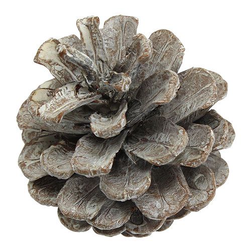 daiktų Juodieji kankorėžiai 5-9cm Balti skalbti 1kg
