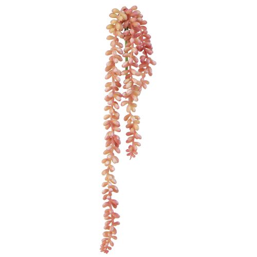 daiktų Sedum &#39;Rubin&#39; kabantis augalas - dekoratyvus, lengvai prižiūrimas sukulentas 43cm 3vnt.