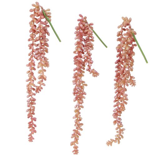 daiktų Kabantis sedumas &#39;Rubin&#39; – dekoratyvus, lengvai prižiūrimas sukulentas 43 cm 3 vnt.