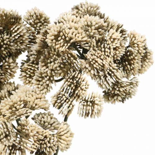 daiktų Sedum dirbtinė gėlė Sedum kreminė gėlių puošmena rudens 70cm 3vnt