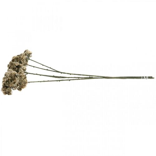 daiktų Sedum dirbtinė gėlė Sedum kreminė gėlių puošmena rudens 70cm 3vnt