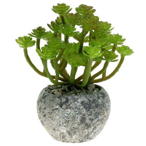 Floristik24 Dirbtiniai augalai vazone Artificial Succulent Green H15cm