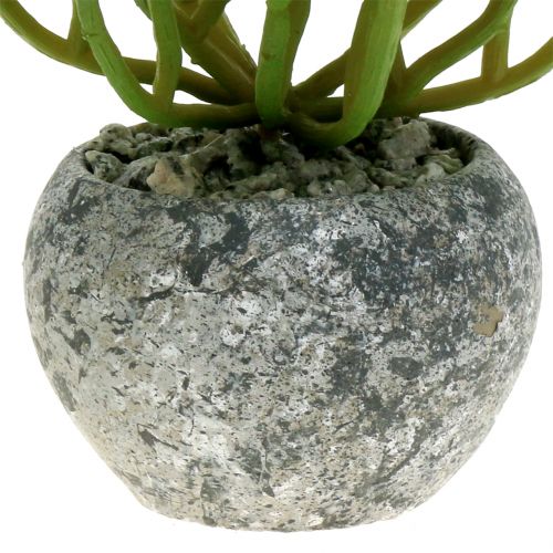 Floristik24 Dirbtiniai augalai vazone Artificial Succulent Green H15cm