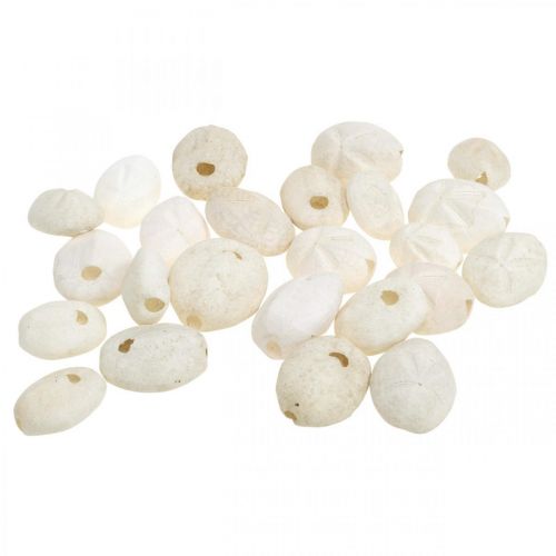 Floristik24 Ežiukas baltas, jūrinis natūralus dekoras 4cm-6cm 25 vnt