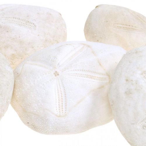 Floristik24 Ežiukas baltas, jūrinis natūralus dekoras 4cm-6cm 25 vnt