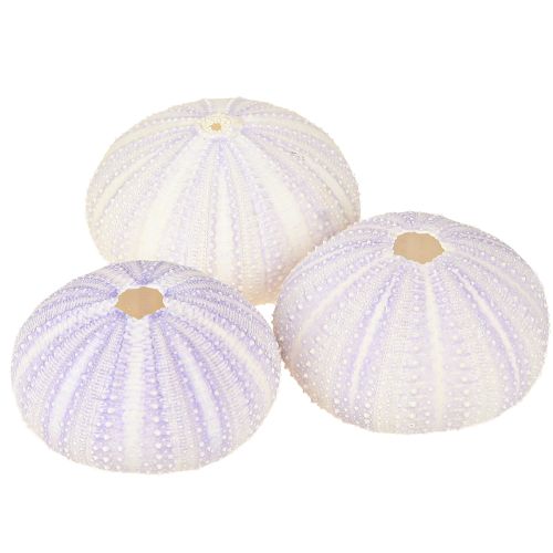 daiktų Jūros ežių kiauto korpusas baltai violetinės spalvos Ø4-6cm 12 vnt