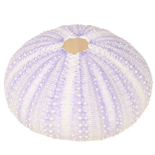 daiktų Jūros ežių kiauto korpusas baltai violetinės spalvos Ø4-6cm 12 vnt