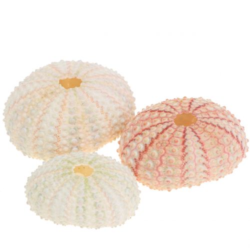 daiktų Jūros ežiukas Pink Maritime Decoration 36 vnt