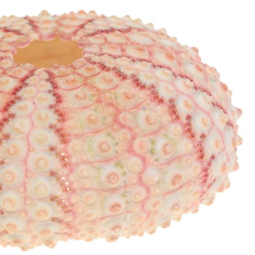 daiktų Jūros ežiukas Pink Maritime Decoration 36 vnt