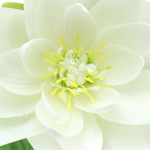 Floristik24 Vandens lelija balta 75cm