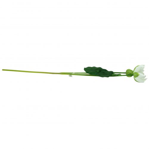 Floristik24 Vandens lelija balta 75cm
