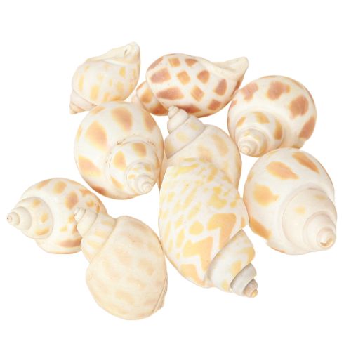 daiktų Jūrinės sraigės natūralūs sraigių kiautai jūriniai 2–4 cm 300 g