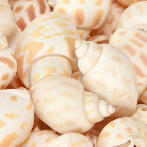 daiktų Jūrinės sraigės natūralūs sraigių kiautai jūriniai 2–4 cm 300 g