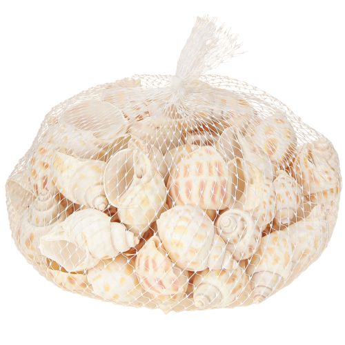daiktų Jūrinės sraigės natūralūs sraigių kiautai jūriniai 2–4 cm 300 g