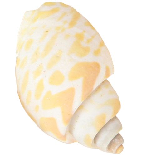 daiktų Jūrinės sraigės natūralūs sraigių kiautai jūriniai 2–4 cm 300 g
