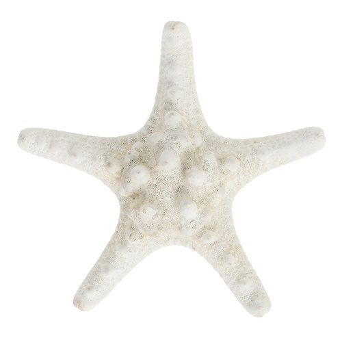 Floristik24 Jūros žvaigždė 9cm - 11cm balta 20p