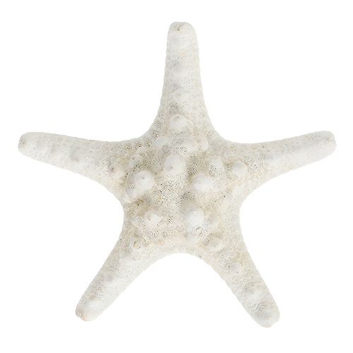 Jūros žvaigždė 9cm - 11cm balta 20 vnt