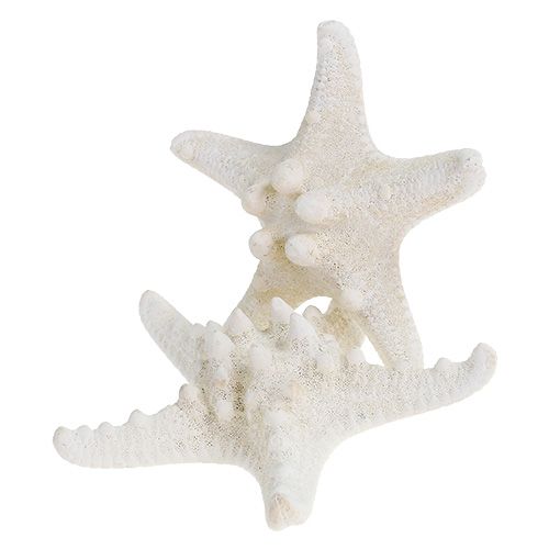 Floristik24 Jūros žvaigždė 9cm - 11cm balta 20 vnt