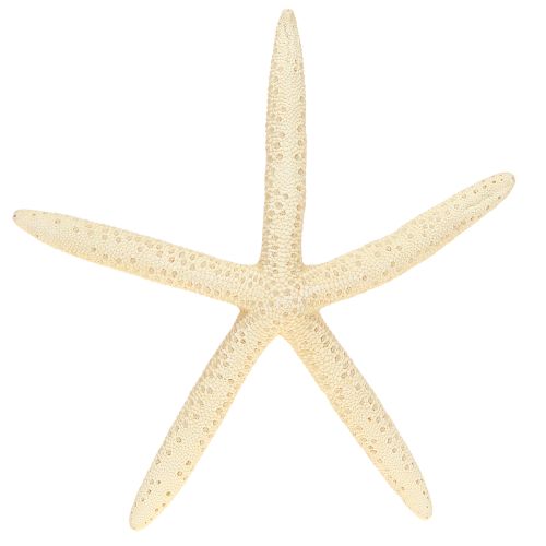 daiktų Starfish Decoration Natūralus džiovintas tikras jūrų žvaigždė 15-17cm 10vnt