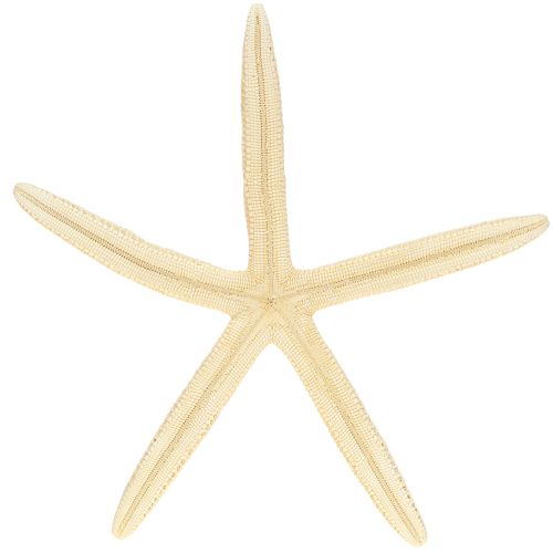 daiktų Starfish Decoration Natūralus džiovintas tikras jūrų žvaigždė 15-17cm 10vnt