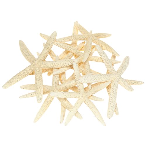 daiktų Starfish Decoration Natūralus džiovintas tikras jūrų žvaigždė 15-17cm 10vnt