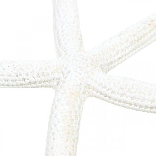 daiktų Jūros žvaigždės dekoravimas baltas, natūralūs daiktai, jūrinė dekoracija 10-12cm 14psl