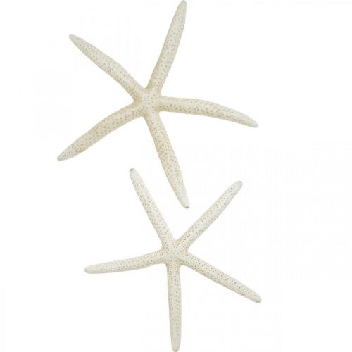Jūros žvaigždės dekoracija balta, jūros dekoracija 15-17cm 10vnt