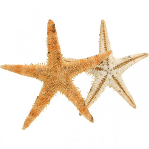daiktų Jūrų žvaigždžių sklaidos dekoravimas home deco mini starfish nature 2-4cm 50p